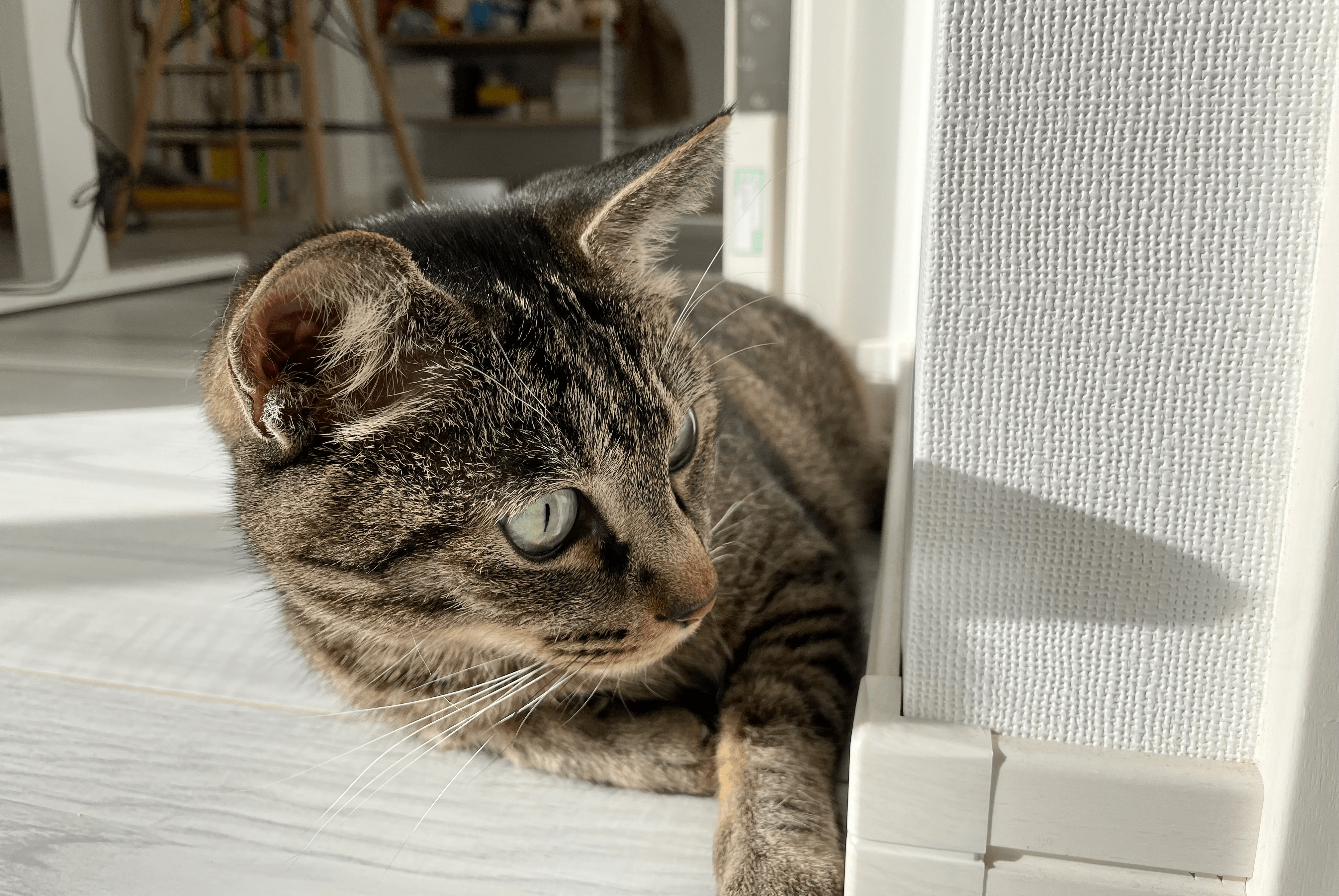 今まで購入して試した猫グッズのおすすめと失敗アイテム - ぽんず日記