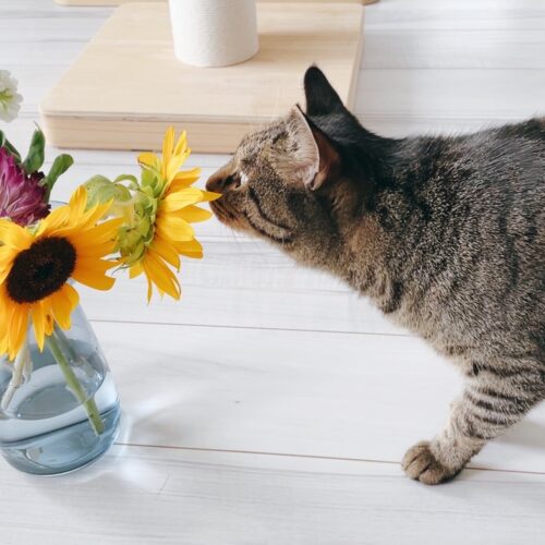 花の香りを嗅ぐ猫