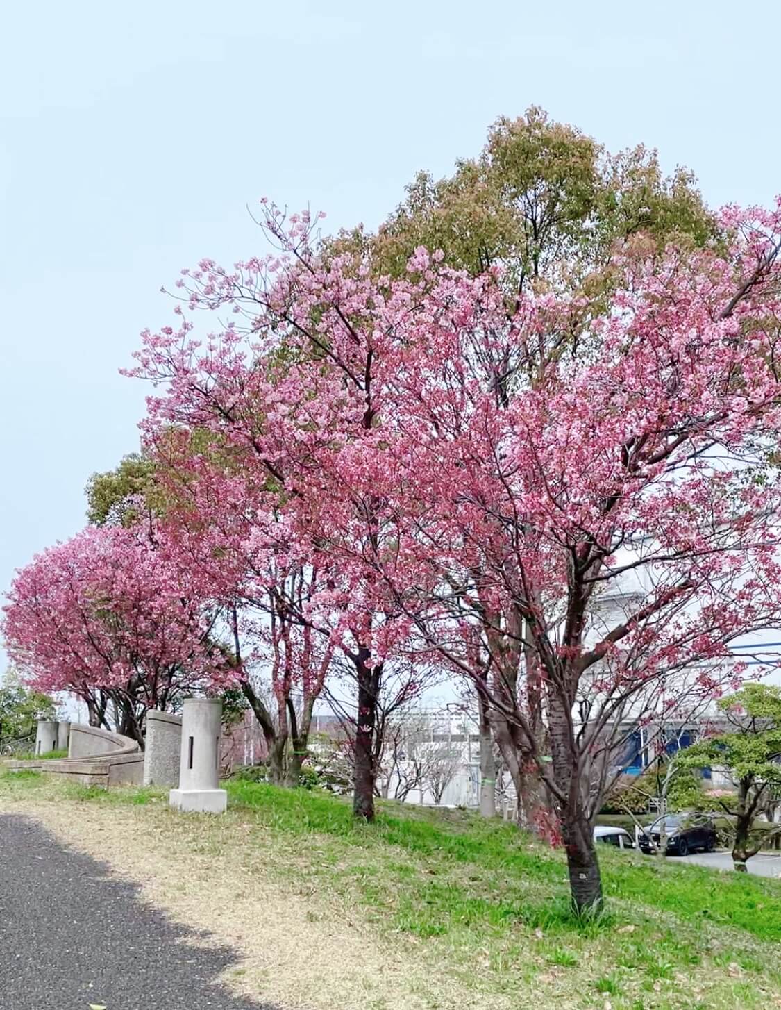 みなと100年公園【名島四丁目】桜