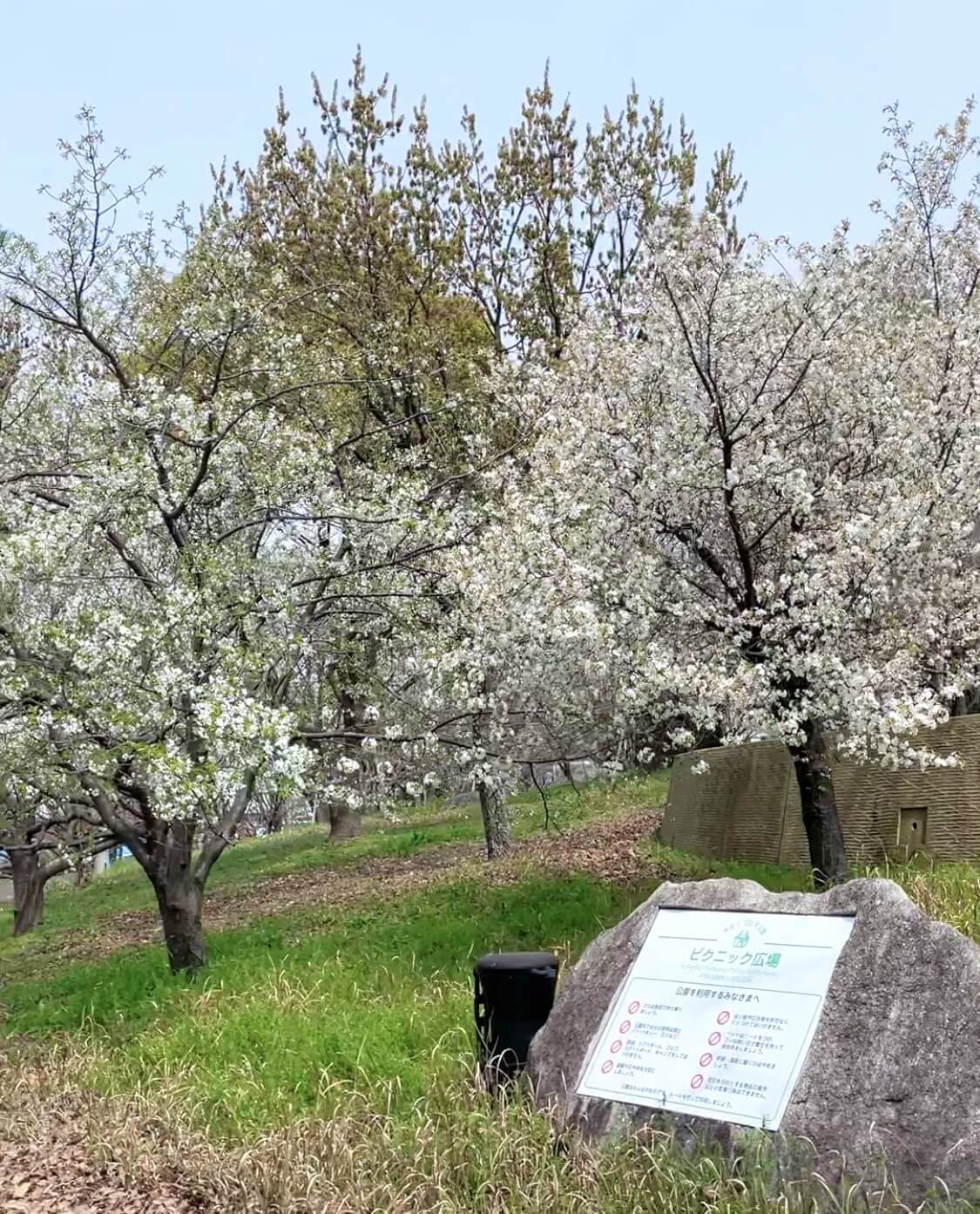 みなと100年公園【名島四丁目】桜