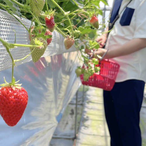 いちご狩りを全力で楽しむコツとおすすめ持ち込みトッピングinライオン果実園