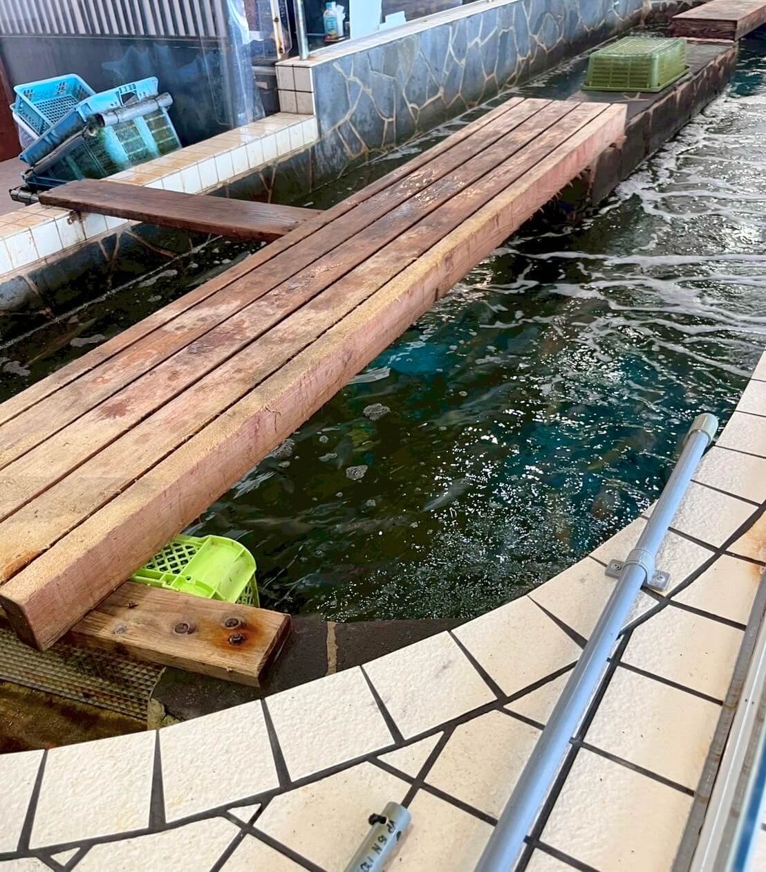 呼子　イカ　河太郎のいけす