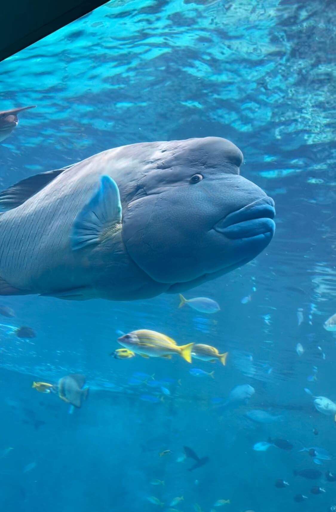 美ら海水族館