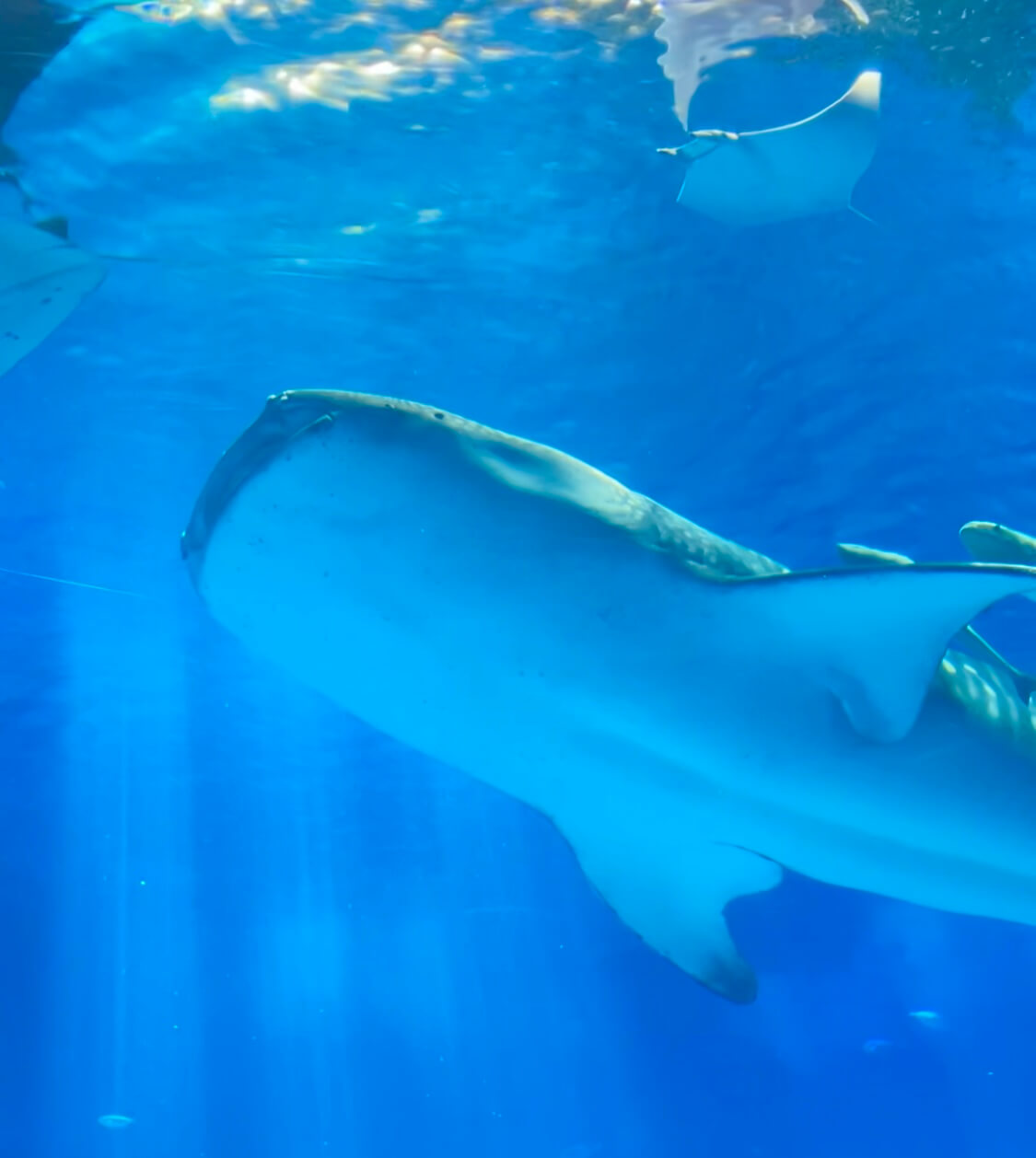 美ら海水族館