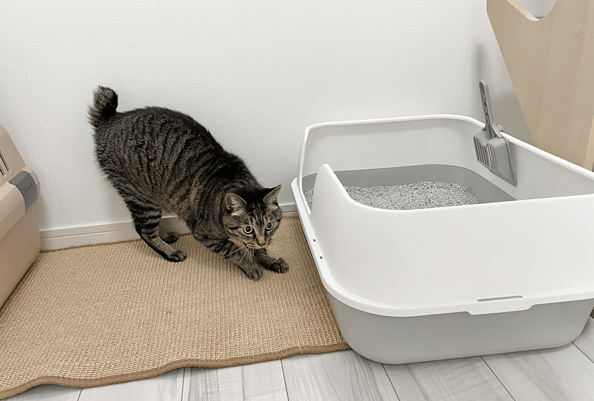 大型猫トイレ