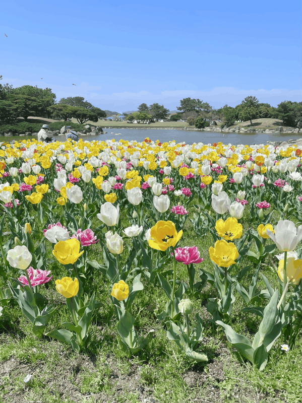 海の中道海浜公園_チューリップ