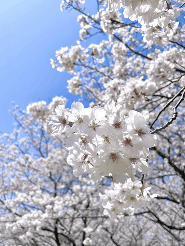海の中道海浜公園_桜