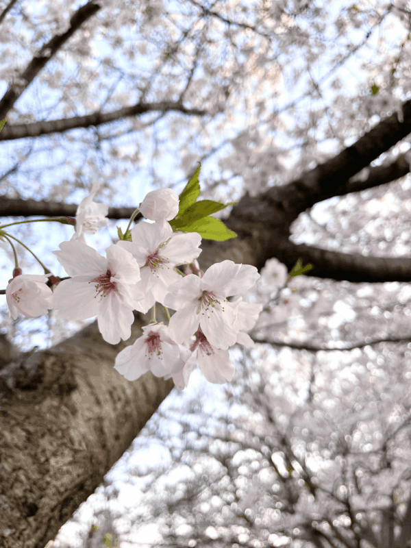 箱崎公園_桜