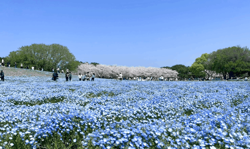海の中道海浜公園_ネモフィラ
