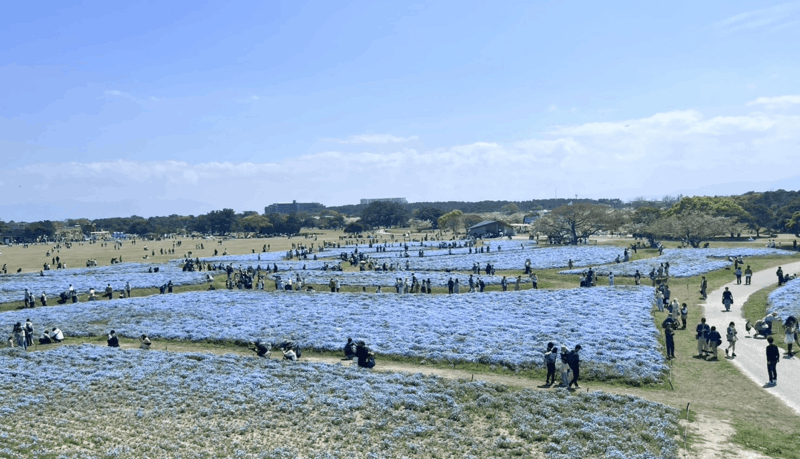 海の中道海浜公園_ネモフィラ