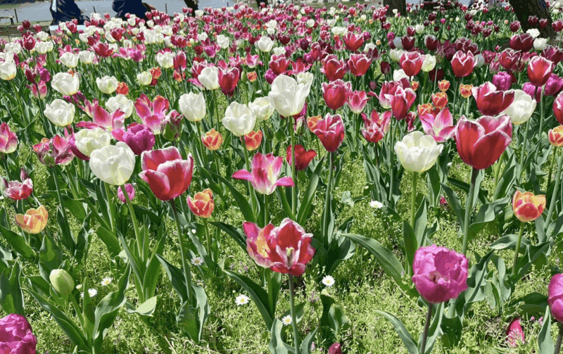 海の中道海浜公園_チューリップ