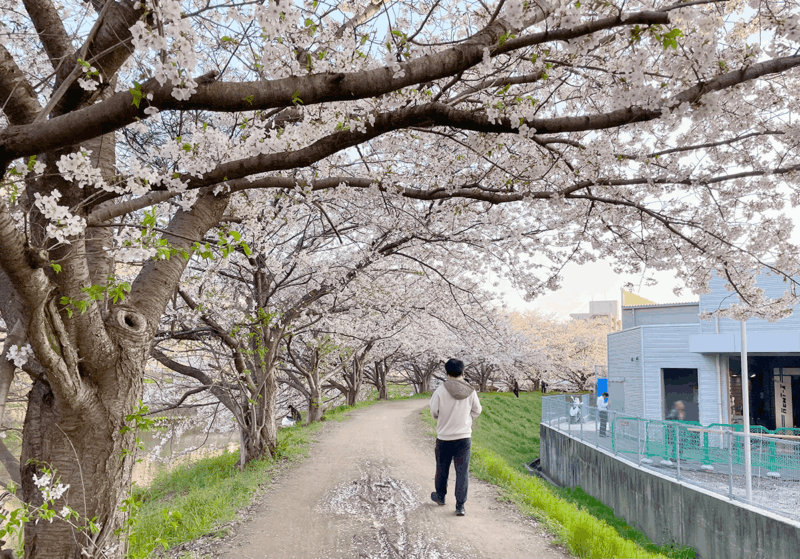箱崎公園_桜
