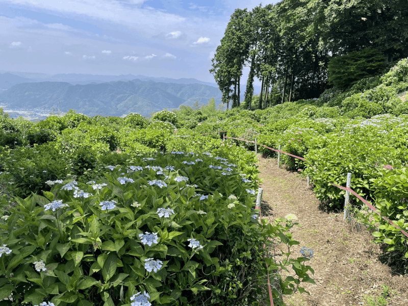 大聖寺　紫陽花