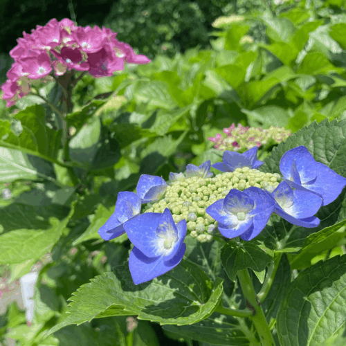大聖寺 紫陽花