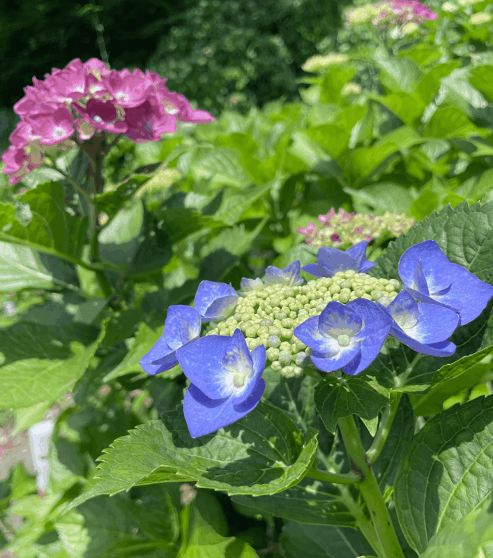 大聖寺　紫陽花